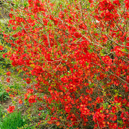Фото Айва прекрасная Клементина