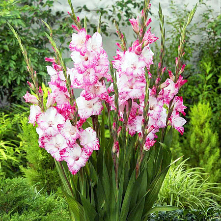 Фото Гладиолус Май Лав