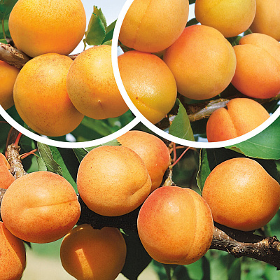Комплект полукарликовых абрикосов №4: Кичигинский, Погремок, Челябинский ранний