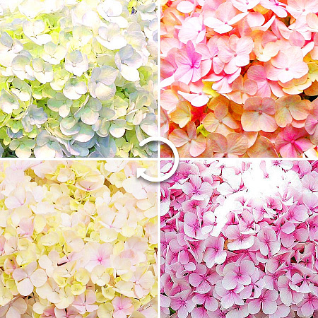 Фото Гортензия крупнолистная Авангард