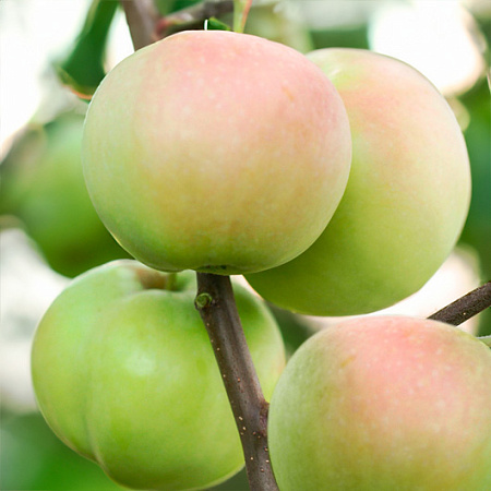 Фото Яблоня Подснежник