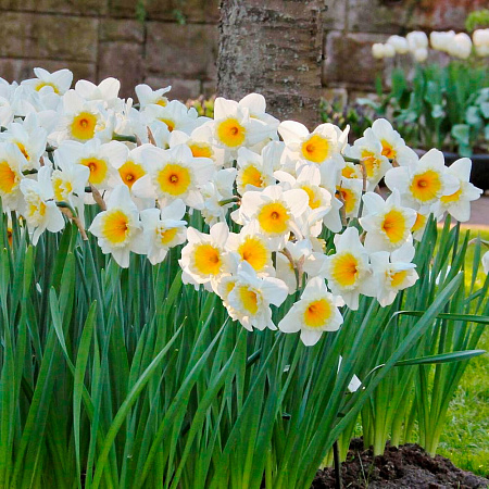 Фото Нарцисс Айс Фоллис