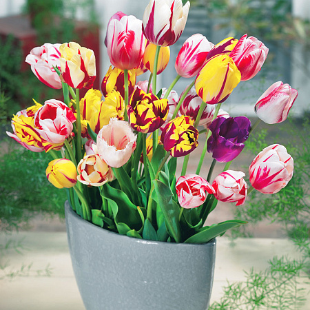 Фото Тюльпан Полосатый рейс набор