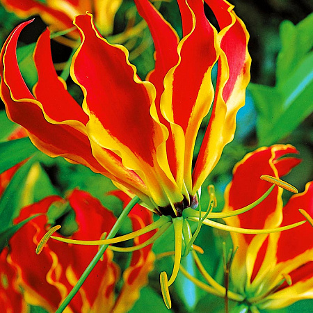 Фото Глориоза Ротшильда