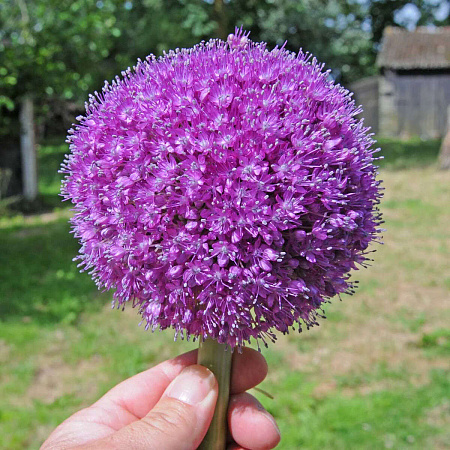 Фото Лук декоративный Перпл Сенсейшн