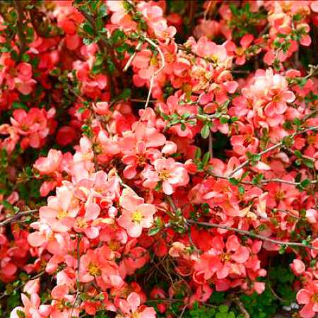 Фото Айва великолепная Лососевый горизонт