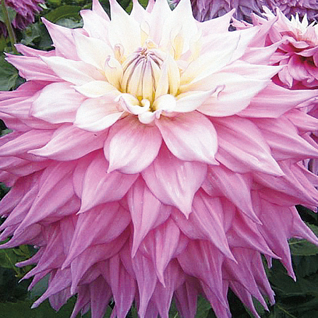 Фото Георгин декоративный Сэр Альф Рамси