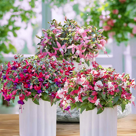 Фото Набор фуксий №1