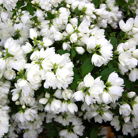 Фото Жасмин Арктика