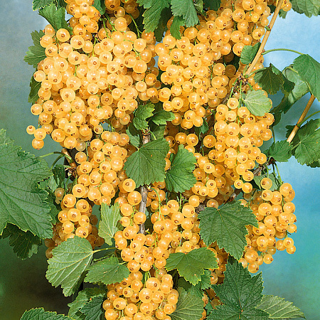 Фото Смородина Примус