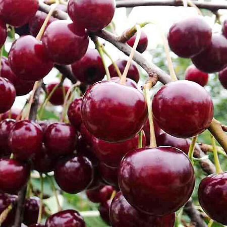 Фото Вишня Сабина