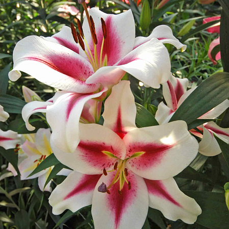 Фото Лилия Гаучо