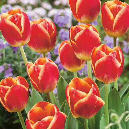 Фото Тюльпан Кенди конер