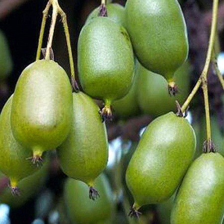 Фото Актинидия крупноплодная Толстолобик