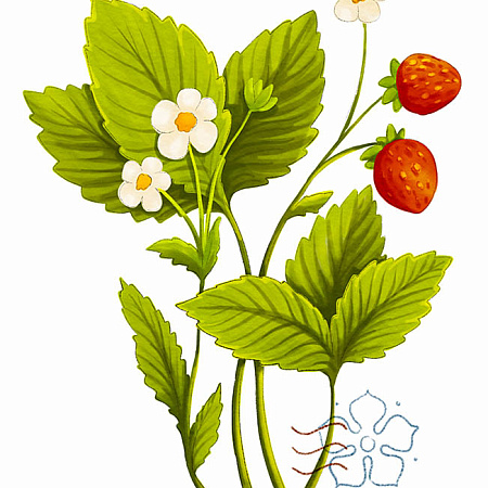 Фото Земляника мускатная