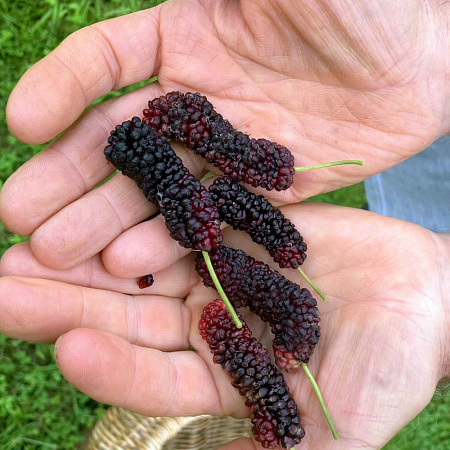 Фото Шелковица Иллинойс Эвербеаринг