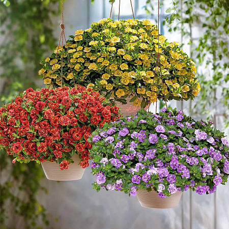 Фото Набор махровых калибрахоа №1