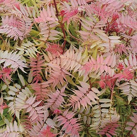 Фото Рябинник рябинолистный Пинк хопи