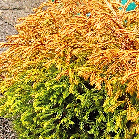 Фото Туя западная Золотые холмы