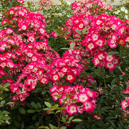 Фото Роза мускусный гибрид Букаву