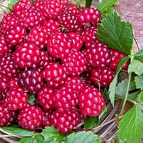 Княженика Элпе