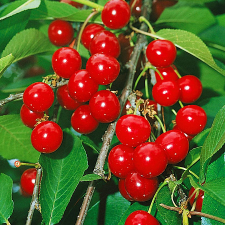 Фото Вишня Грониаста