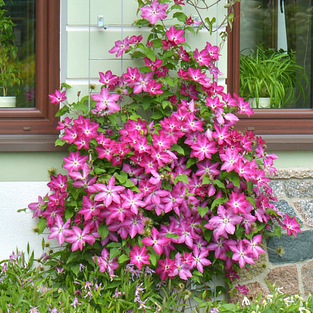 Фото Клематис Вива Полония