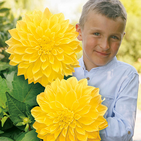 Фото Георгин крупноцветковый Заливающий свет