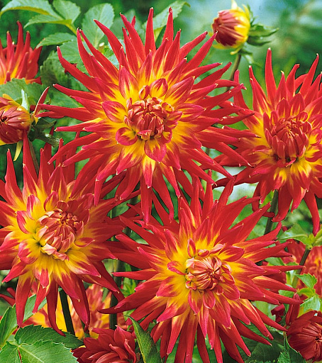 Можжевельник Золотой конус - Архив - Семена и саженцы почтой от НПО ...