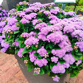 Агератум Голубой шар