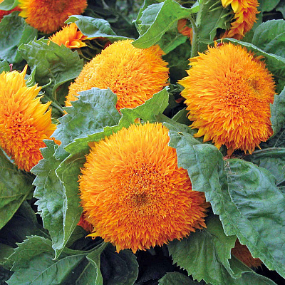 Подсолнух декоративный Медвежонок Тедди