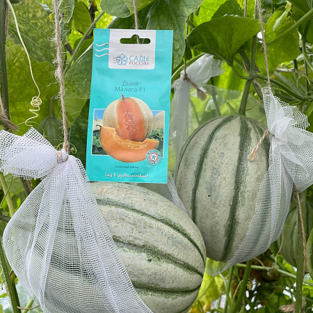 Фото Дыня Малага F1