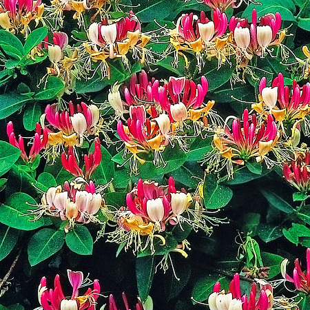 Фото Жимолость вьющаяся Серотина