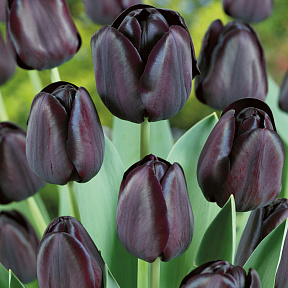 Тюльпан Квин оф найт