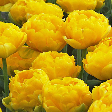 Фото Тюльпан махровый поздний Йеллоу Помпонет