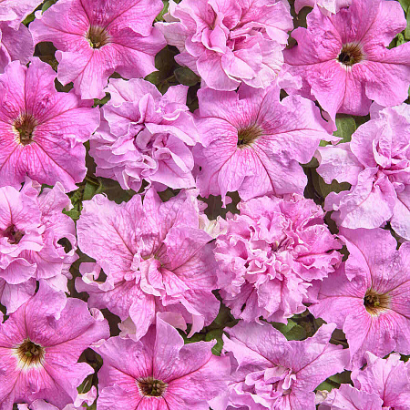 Фото Петуния Мир чудо