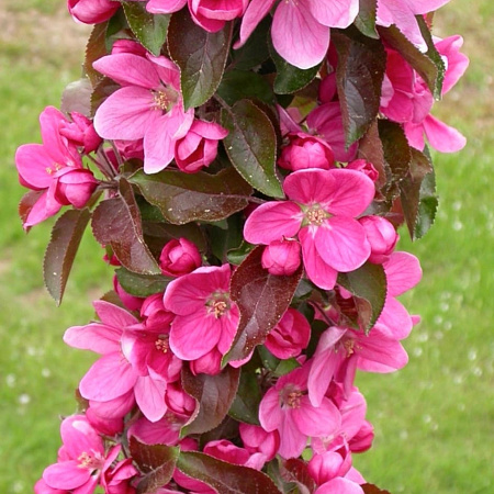 Фото Яблоня декоративная колоновидная Малиновое ожерелье