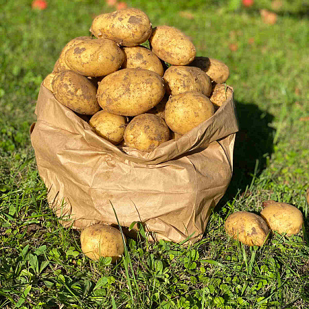 Фото Картофель Терра