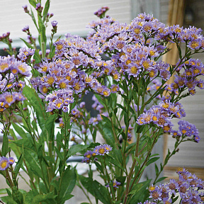 Астра многолетняя Татарская