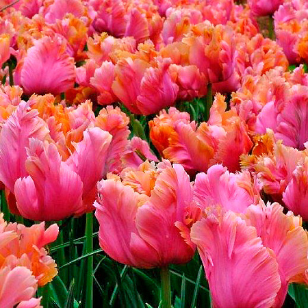 Фото Тюльпан попугайный Эмэйзин Пэррот