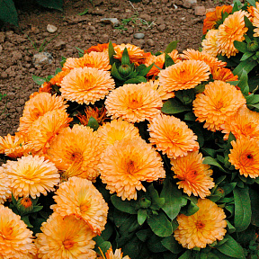 Календула лекарственная махровая Пижма Абрикос