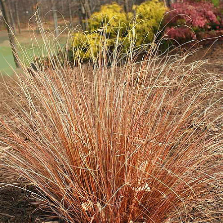 Фото Осока Красный гребешок