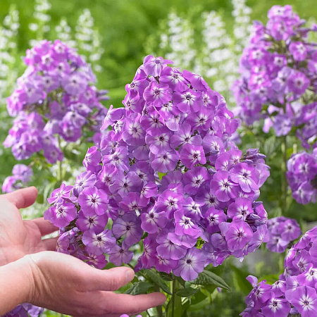 Фото Флокс метельчатый Голиаф