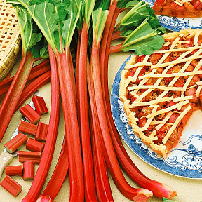 Ревень Великан