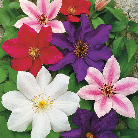 Фото Клематис Яркий набор