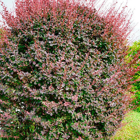 Фото Барбарис Сильвер майлс