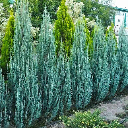 Фото Можжевельник скальный Блю Эрроу