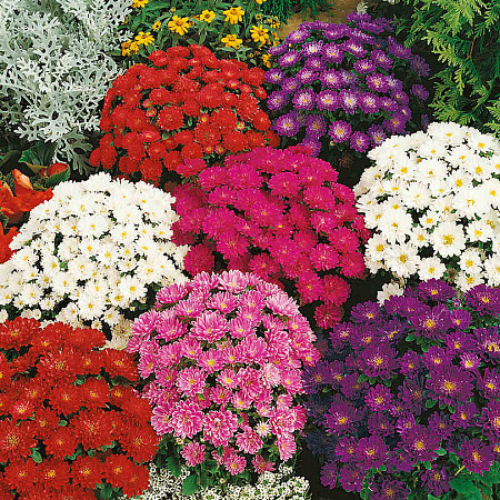 Фото Астра Пиноккио Яркий набор 0,2гр