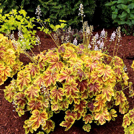Фото Гейхерелла гибридная Солар Эклипс