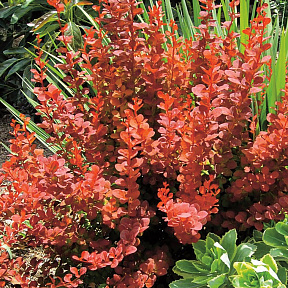 Барбарис тунберга Оранж Рокет